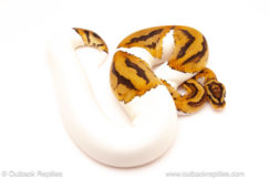 ball python for sale