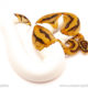 ball python for sale