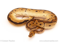 ball python for sale