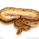 ball python for sale