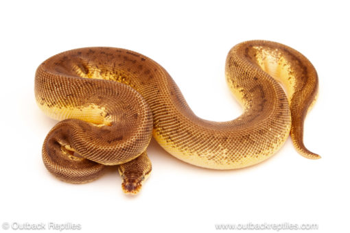 ball python for sale