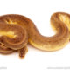 ball python for sale