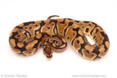 ball python for sale