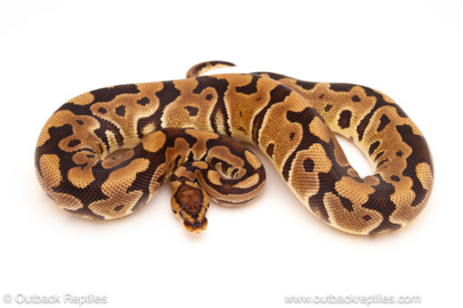 ball python for sale
