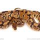 ball python for sale