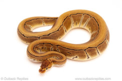 ball python for sale