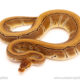 ball python for sale