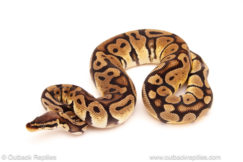 ball python for sale