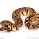 ball python for sale