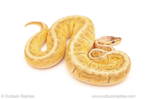 ball python for sale