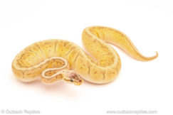 ball python for sale