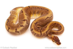 ball python for sale