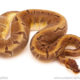 ball python for sale