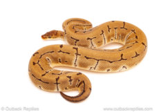 ball python for sale