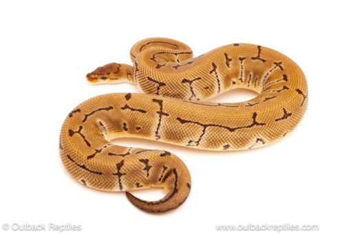 ball python for sale