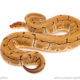 ball python for sale