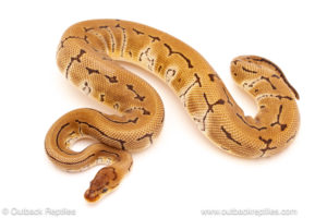 ball python for sale