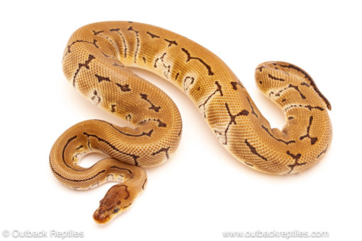 ball python for sale