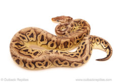 ball python for sale