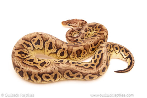 ball python for sale