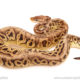 ball python for sale