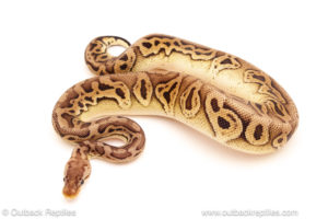 ball python for sale