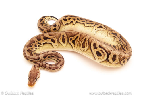 ball python for sale