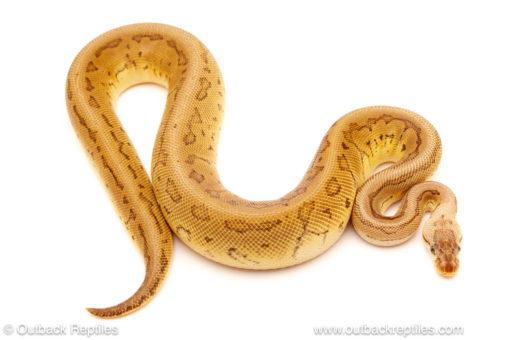 ball python for sale