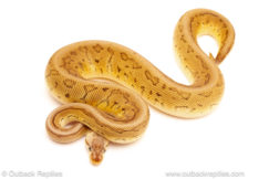 ball python for sale