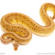 ball python for sale
