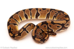 ball python for sale