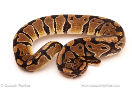 ball python for sale