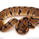 ball python for sale