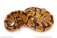ball python for sale