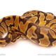 ball python for sale
