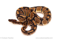 ball python for sale