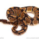 ball python for sale
