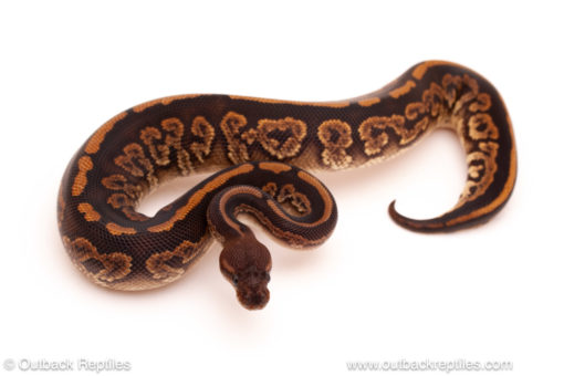 ball python for sale