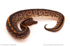 ball python for sale