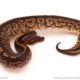 ball python for sale