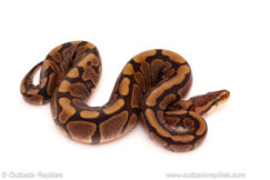 ball python for sale