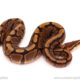 ball python for sale
