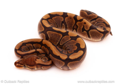 ball python for sale