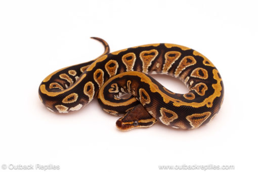 ball python for sale