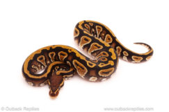 ball python for sale