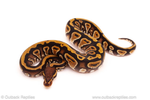 ball python for sale