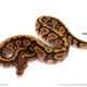 ball python for sale