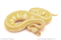 ball python for sale