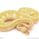 ball python for sale