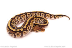 ball python for sale